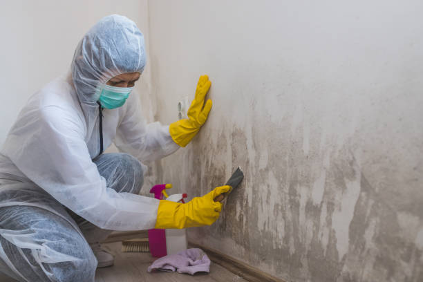 Best Residential Mold Removal  in Kimball, NE