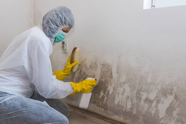 Attic Mold Removal in Kimball, NE