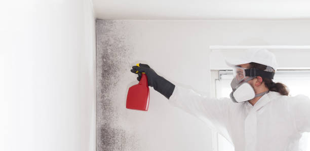 Best Black Mold Removal  in Kimball, NE